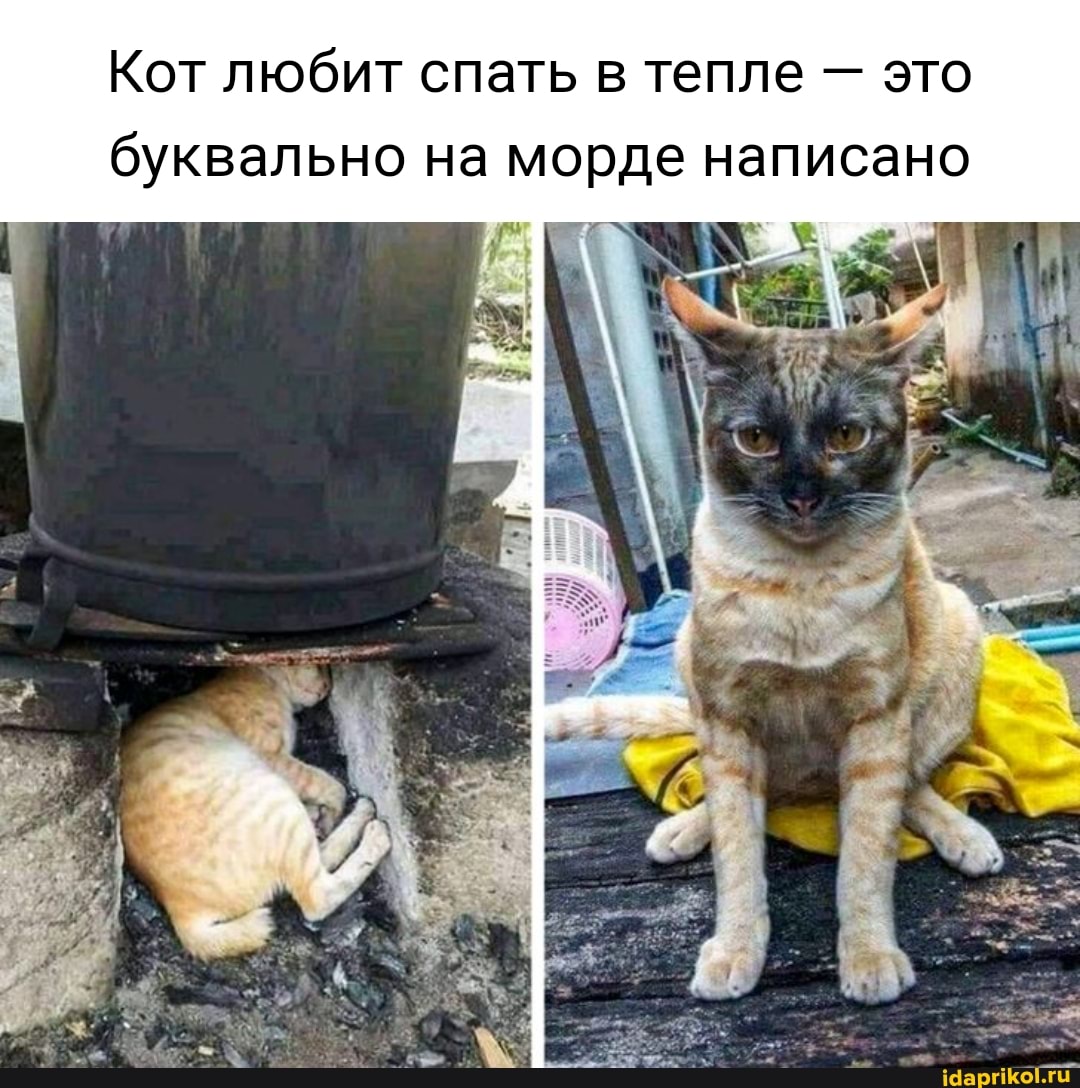 Кот любит спать в тепле - это буквально на морде написано