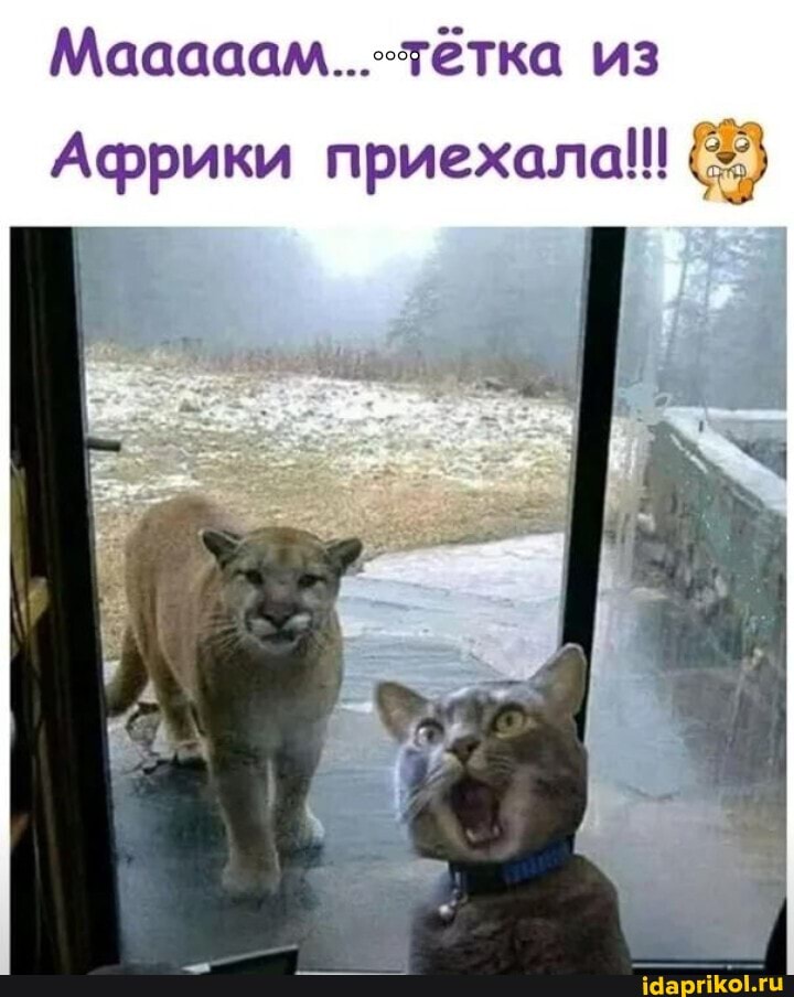 Мааааам.... тетка из
Африки приехала!!