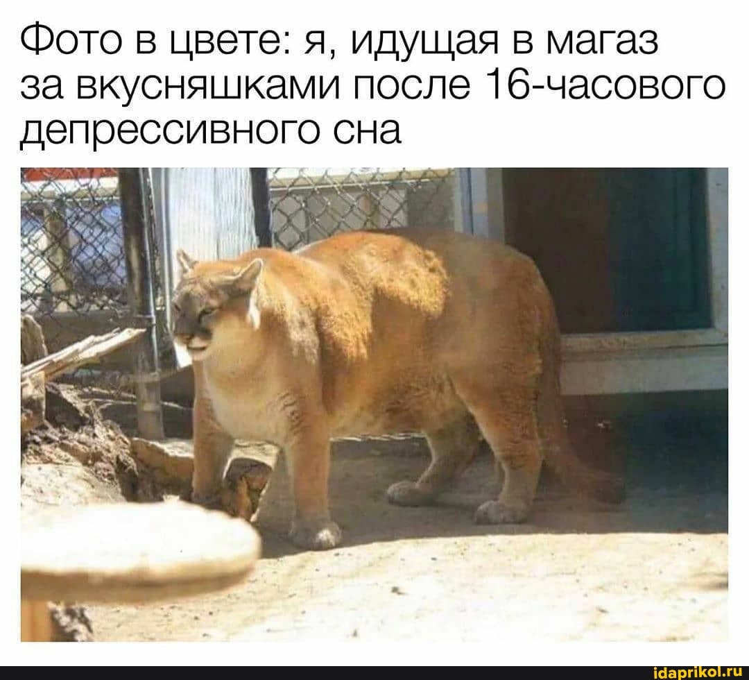 Фото в цвете: я, идущая в магаз
за вкусняшками после 16-часового
депрессивного сна