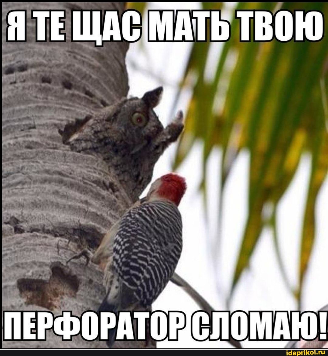 Я ТЕ ЩАС МАТЬ ТВОЮ
ПЕ
