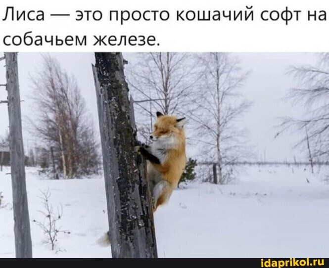 Лиса - это просто кошачий софт на собачьем железе.