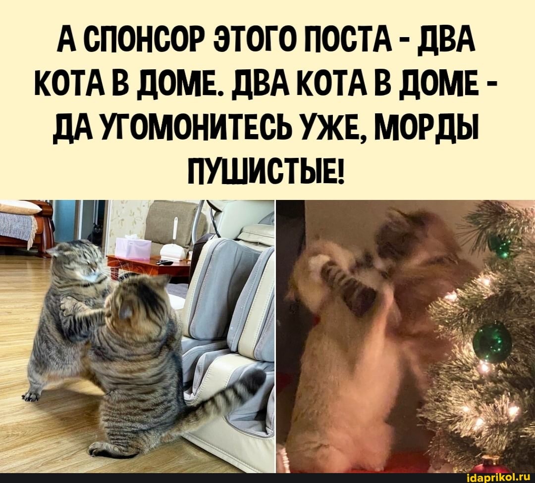 А СПОНСОР ЭТОГО ПОСТА - ДВА КОТА В ДОМЕ. ДВА КОТА В ДОМЕ -
ДА УГОМОНИТЕСЬ УЖЕ, МОРДЫ ПУШИСТЫЕ!