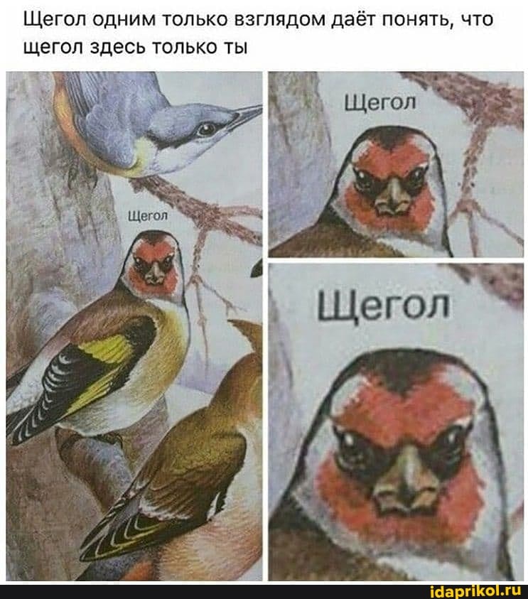 Щегол одним только взглядом даёт понять, что щегол здесь только ты