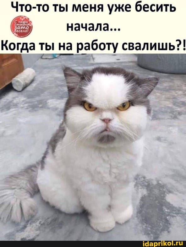 Что-то ты меня уже бесить начала...
Когда ты на работу свалишь?!