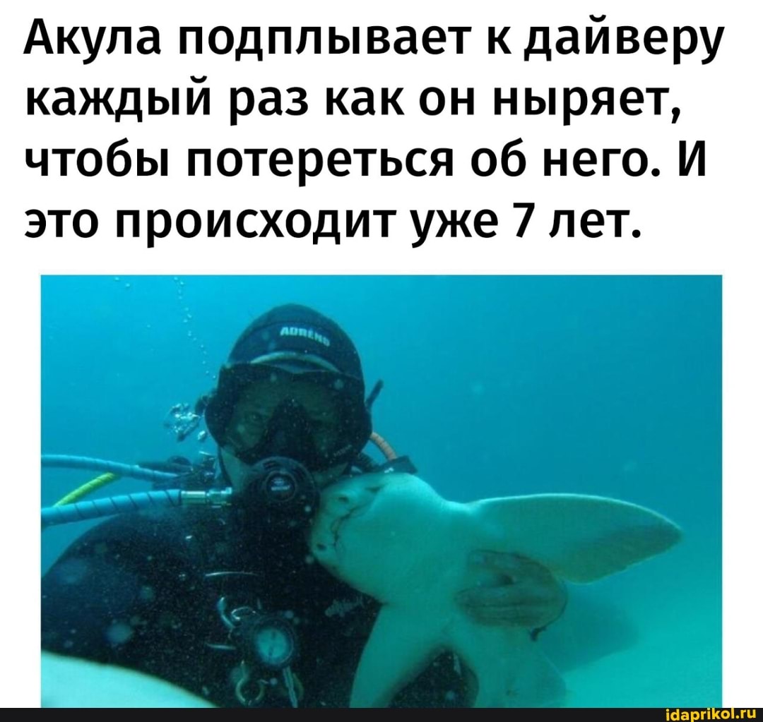 Акула подплывает к дайверу каждый раз как он ныряет, чтобы потереться об него. И это происходит уже 7 лет.
