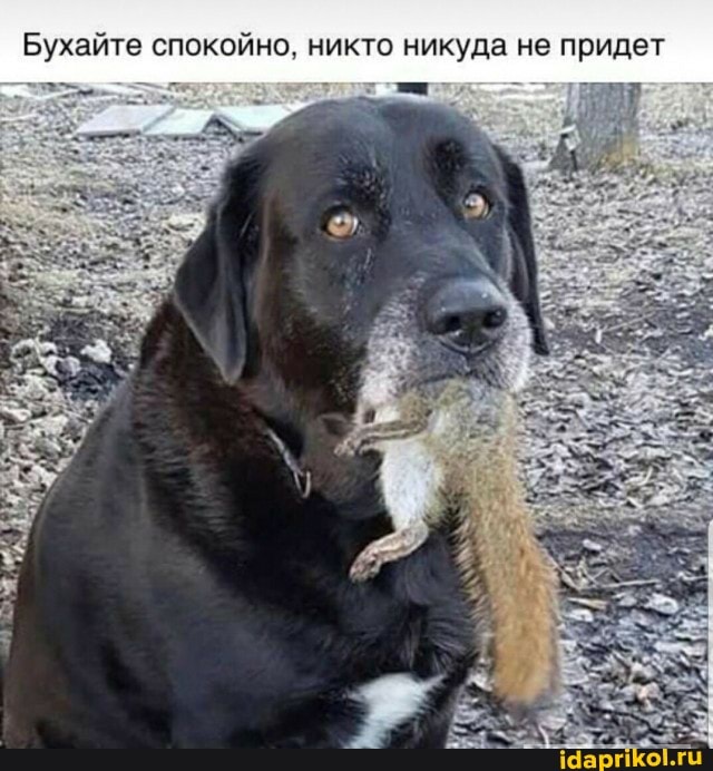 Бухайте спокойно. никто никуда не придет