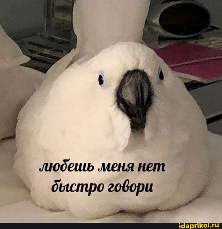любешь меня нет