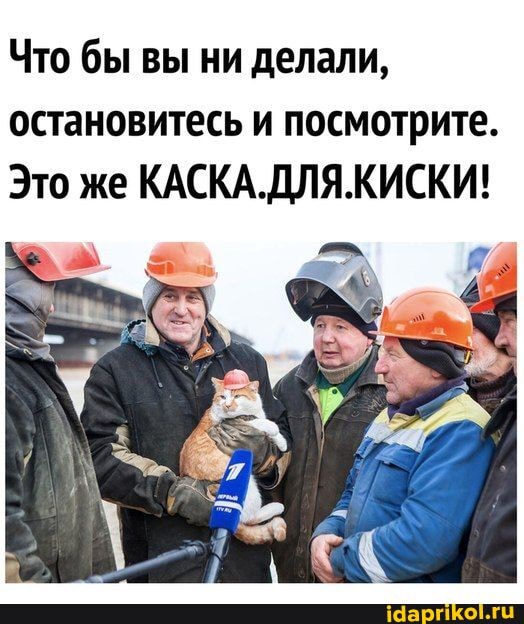Что бы вы ни делали, остановитесь и посмотрите.
Это же КАСКА.ДЛЯ.КИСКИ!