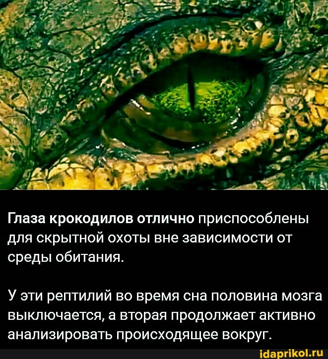 Глаза крокодилов отлично приспособлены для скрытной охоты вне зависимости от среды обитания.
У эти рептилий во время сна половина мозга выключается, а вторая продолжает активно анализировать происходящее вокруг.