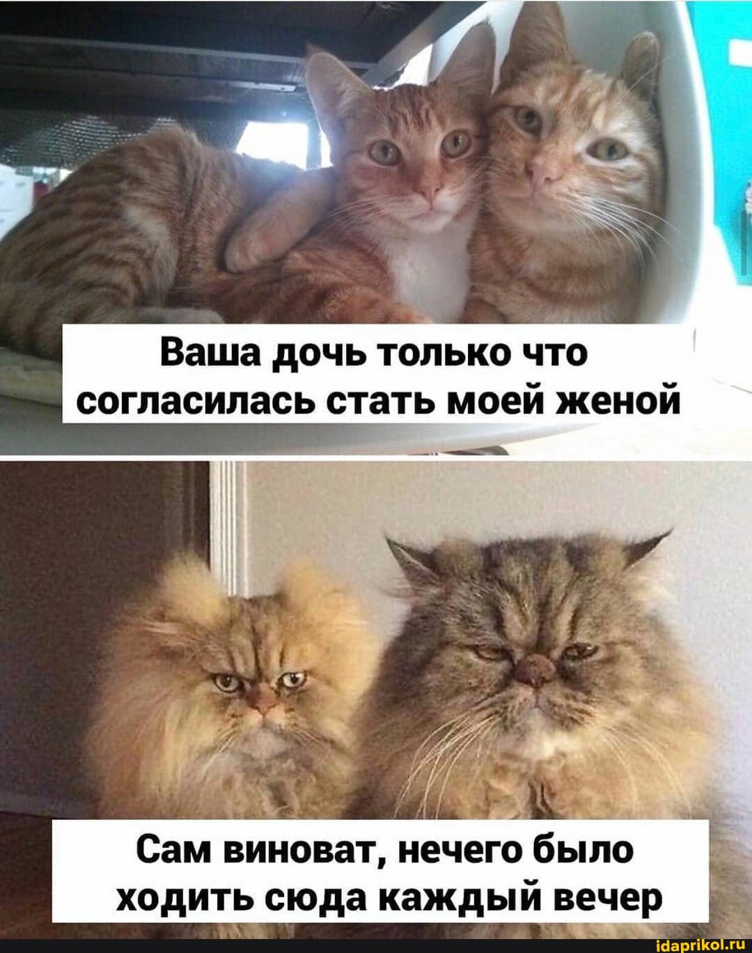 Ваша дочь только что согласилась стать моей женой
Сам виноват, нечего было ходить сюда каждый вечер