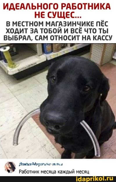 ИДЕАЛЬНОГО РАБОТНИКА НЕ СУЩЕС...
В МЕСТНОМ МАГАЗИНЧИКЕ ПЁС
ХОДИТ ЗА ТОБОЙ И ВСЁ ЧТО ТЫ
ВЫБРАЛ, САМ ОТНОСИТ НА КАССУ
Работник месяца каждый месяц