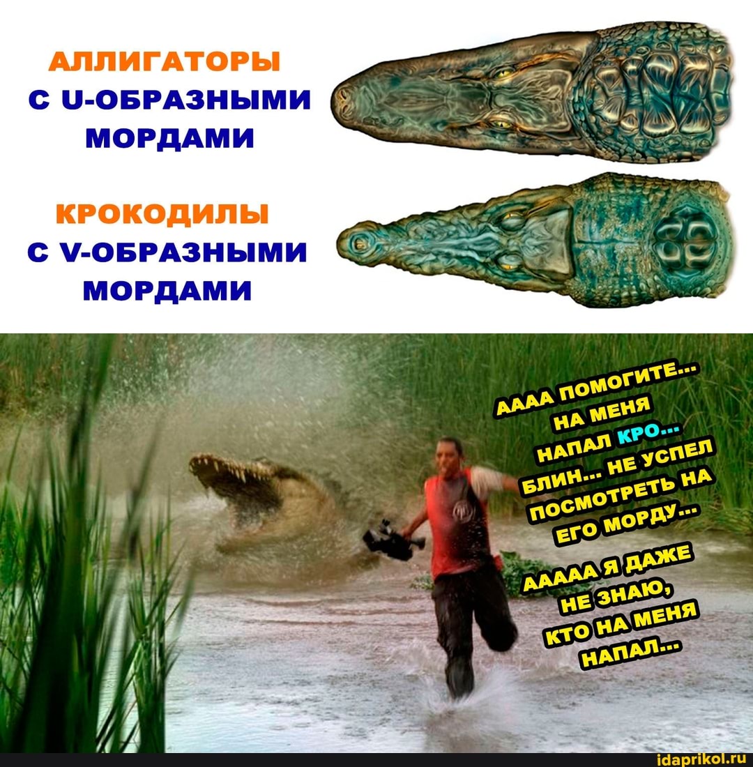 АЛЛИГАТОРЫ
9-ОБРАЗНЫМИ МОРДАМИ
КРОКОДИЛЫ У-ОБРАЗНЫМИ МОРДАМИ