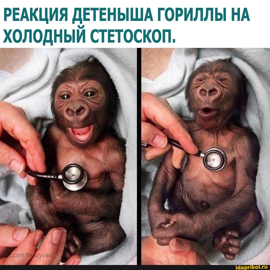 РЕАКЦИЯ ДЕТЕНЫША ГОРИЛЛЫ НА ХОЛОДНЫЙ СТЕТОСКОП.