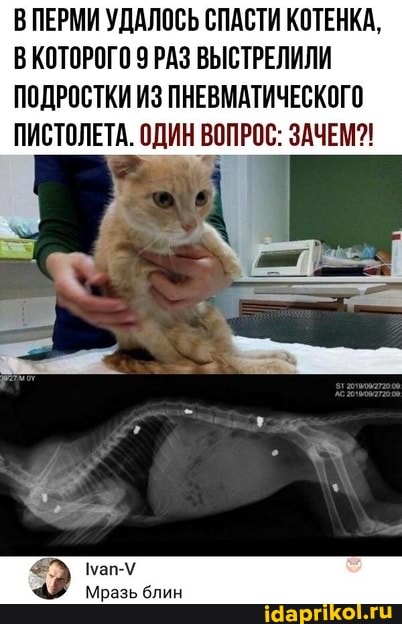 В ПЕРМИ УДАЛОСЬ СПАСТИ КОТЕНКА,
В КОТОРОГО 9 РАЗ ВЫСТРЕЛИЛИ ПОДРОСТКИ ИЗ ПНЕВМАТИЧЕСКОГО ПИСТОЛЕТА. ОДИН ВОПРОС: ЗАЧЕМ?!
Мразь блин