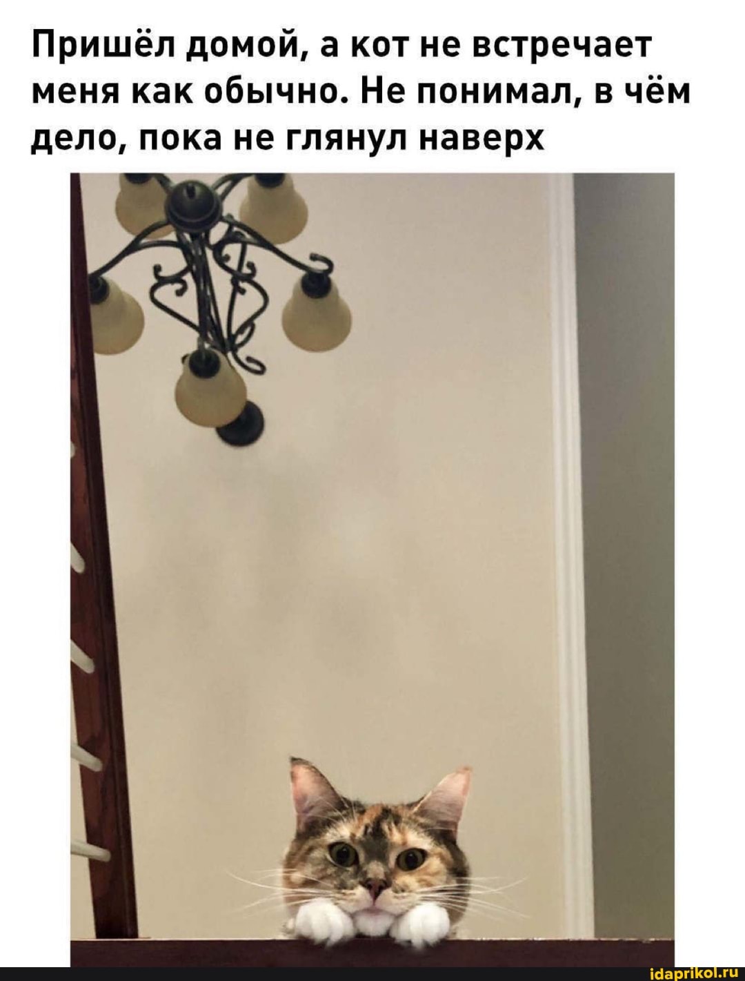 Пришёл домой, а кот не встречает меня как обычно. Не понимал, в чём дело, пока не глянул наверх