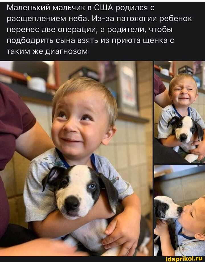 Маленький мальчик в США родился с расщеплением неба. Из за патологии ребенок перенес две операции, а родители, чтобы подбодрить сына взять из приюта щенка с
таким же диагнозом