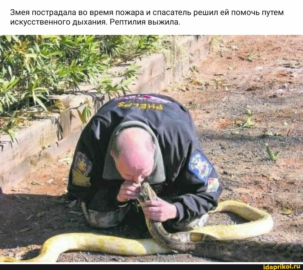 Змея пострадала во время пожара и спасатель решил ей помочь путем искусственного дыхания. Рептилия выжила.