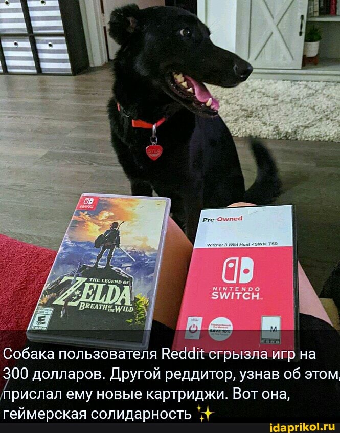 Собака пользователя Ведай сгрызла игр на
00 долларов. Другой реддитор, узнав об этом прислал ему новые картриджи. Вот она, геймерская солидарность