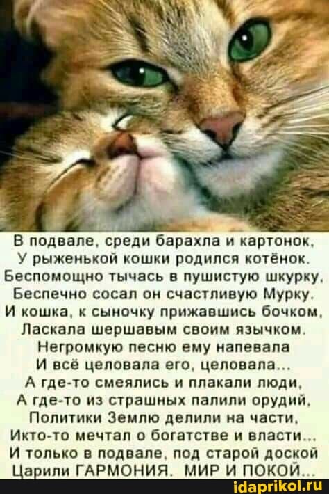 В подвале, среди барахла и картонок,
У рыженькой кошки родился котёнок.
Беспомощно тычась в пушистую шкурку,
Беспечно сосал он счастливую Мурку.
И кошка, к сыночку прижавшись бочком,
Ласкала шершавым своим язычком
Негромкую песню ему напевала
И всё целовала его, целовала...
А где-то смеялись и плакали люди,
А где-то из страшных палили орудий,
Политики Землю делили на части,
Икто-то мечтал о богатстве и власти...
И только в подвале, под старой доской
Царили ГАРМОНИЯ. МИР И ПОКОЙ