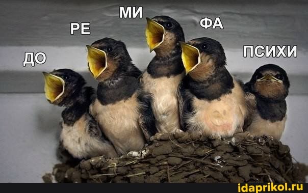 до
РЕ
ми
ФА
психи