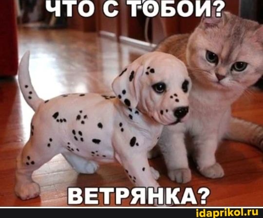 ЧТО С ТОБОИ?
ВЕТРЯНКА?