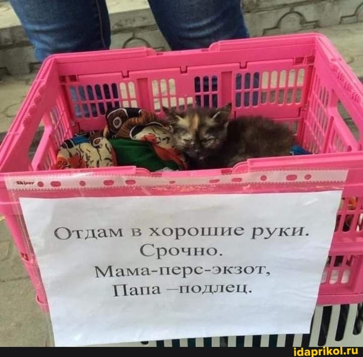 Отлам в хорошие руки.
Срочно.
Мама-перс-экзот,
Папа -подлец.