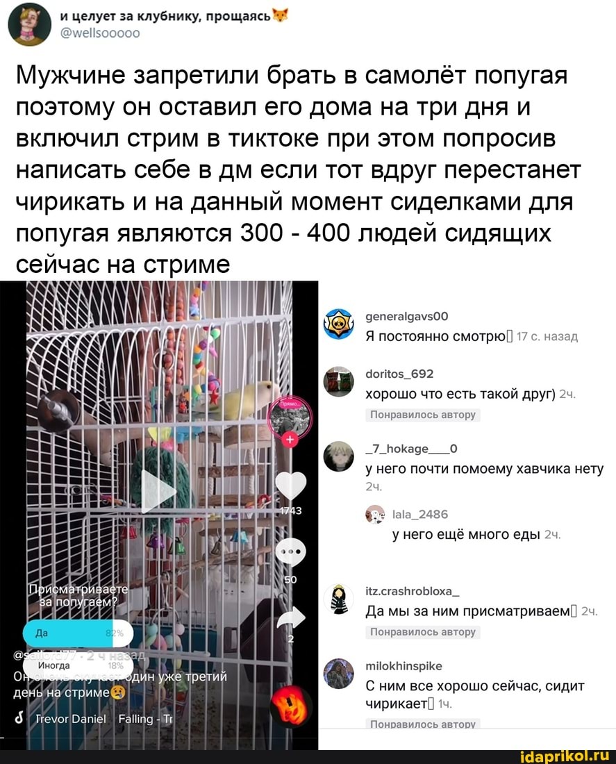 Мужчине запретили брать в самолёт попугая поэтому он оставил его дома на три дня и включил стрим в тиктоке при этом попросив написать себе в дм если тот вдруг перестанет чирикать и на данный момент сиделками для попугая являются 300 - 400 людей сидящих на стриме
Я постоянно смотрю 17 с. назад.
692 хорошо что есть такой друг)
Понравилось автору
_7_покаде у него почти помоему хавчика нету
2486 у него ещё много еды
На. сгазгоЫоха_
Да мы за ним присматриваем
Понравилось автору
С ним все хорошо сейчас, сидит
чирикает
Понравилось автору