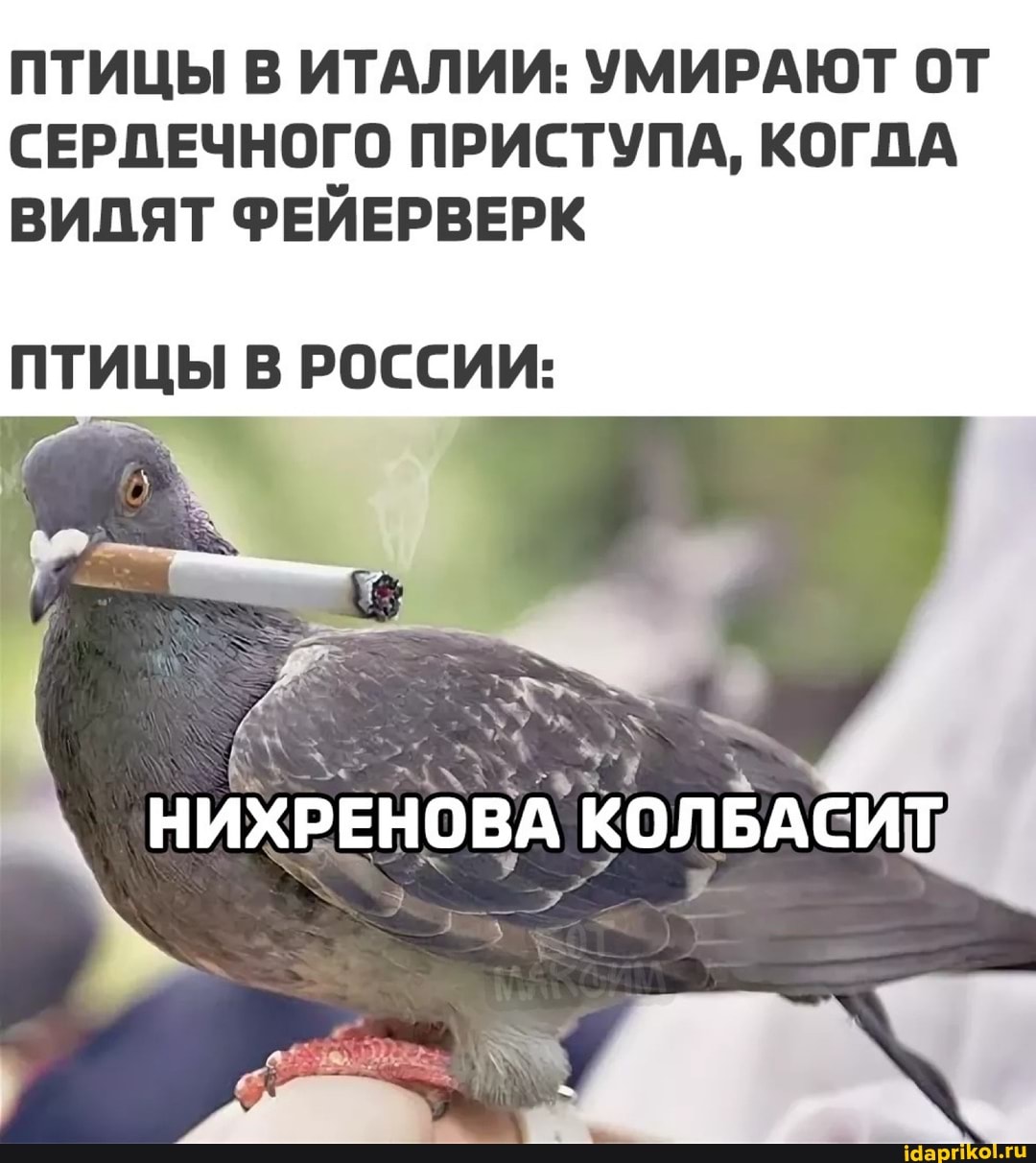 ПТИЦЫ В ИТАЛИИ: УМИРАЮТ ОТ СЕРДЕЧНОГО ПРИСТУПА, КОГДА ВИДЯТ ФЕЙЕРВЕРК
ПТИЦЫ В РОССИИ:
НИ
ХРЕНОВА КОЛБАСИТ