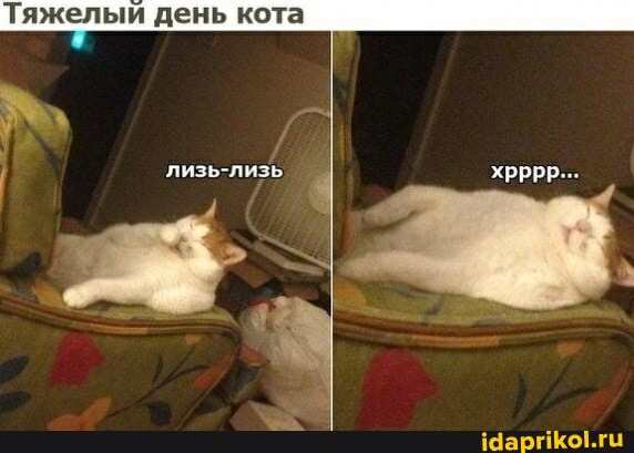 Тяжелый день кота
лизь-лизь
