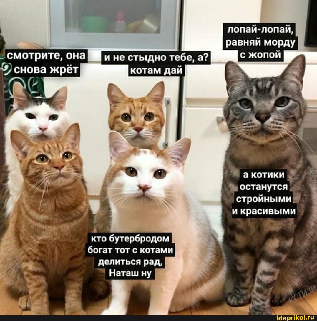 лопай-лопай, равняй морду
жопой
смотрите, она I
5) снова жрёт
котики
останутся стройными` и красивыми
кто бутербродом богат тот с котами
делиться рад
Наташ ну