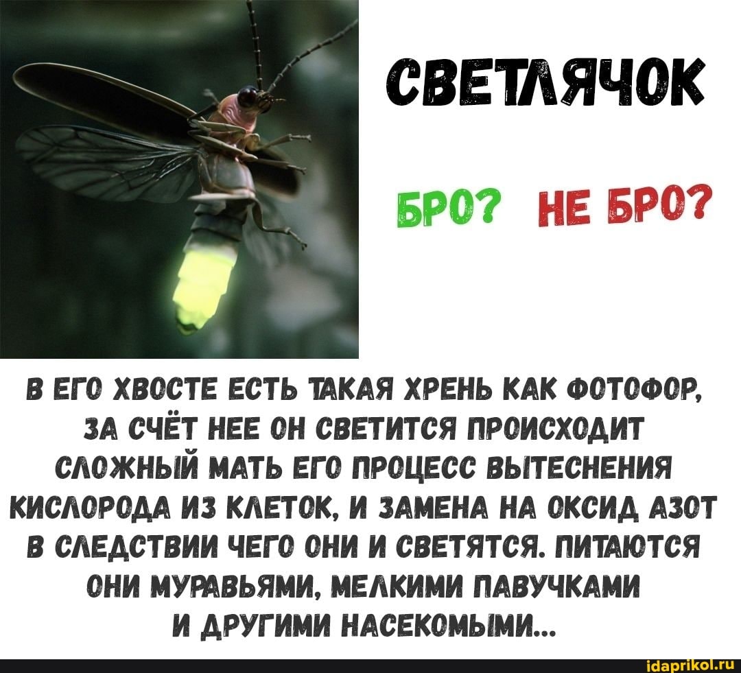 СВЕТЛЯЧОК
НЕ БРО?
В ЕГО ХВОСТЕ ЕСТЬ ТАКАЯ ХРЕНЬ КАК ФОТОФОР,
ЗА СЧЁТ НЕЕ ОН СВЕТИТСЯ ПРОИСХОДИТ СЛОЖНЫЙ МАТЬ ЕГО ПРОЦЕСС ВЫТЕСНЕНИЯ КИСЛОРОДА ИЗ КЛЕТОК, И ЗАМЕНА НА ОКСИД АЗОТ В СЛЕДСТВИИ ЧЕГО ОНИ И СВЕТЯТСЯ. ПИТАЮТСЯ ОНИ МУРАВЬЯМИ, МЕЛКИМИ ПАВУЧКАМИ И ДРУГИМИ НАСЕКОМЫМИ...