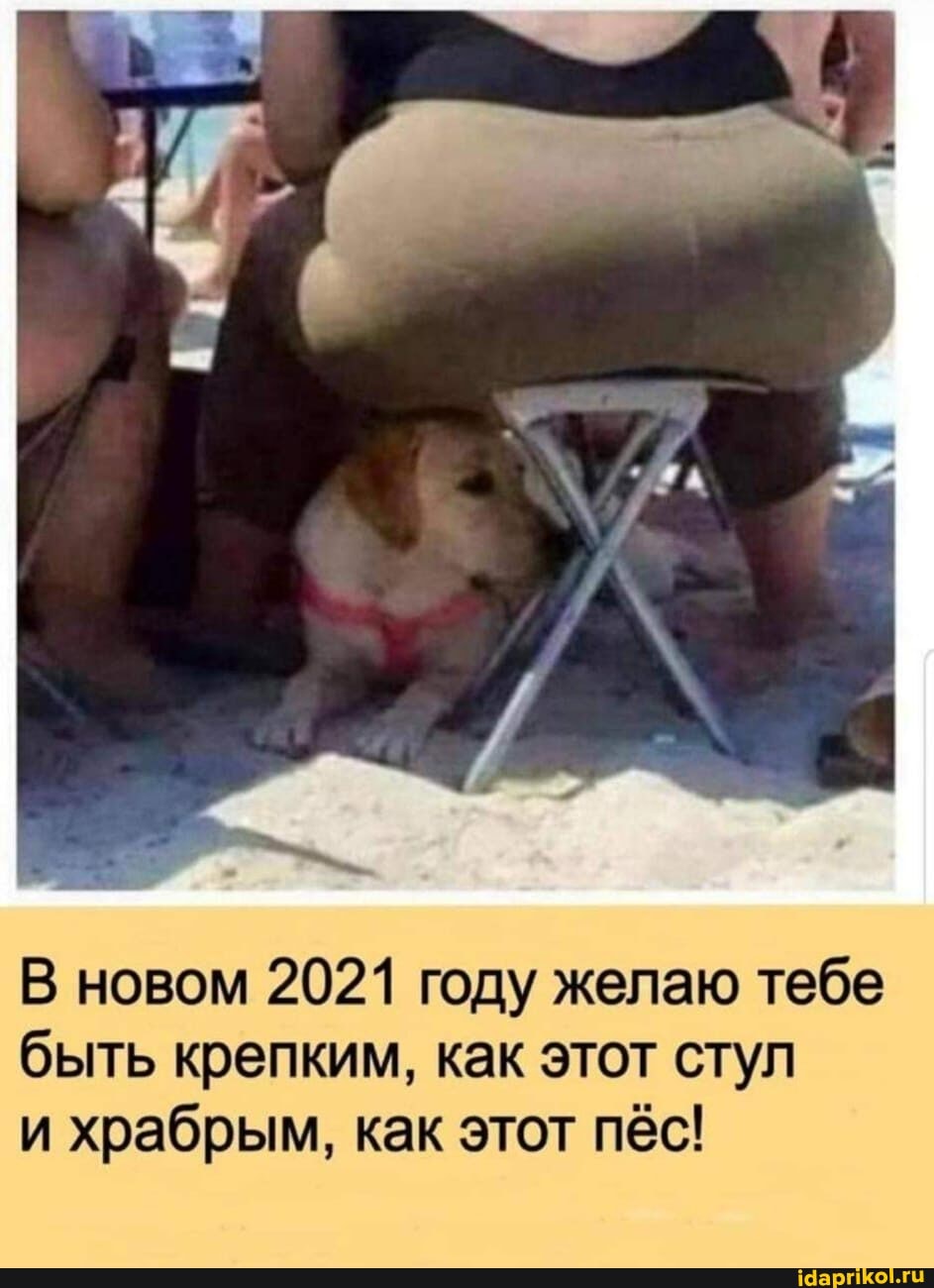 В новом 2021 году желаю тебе быть крепким, как этот стул и храбрым, как этот пёс!