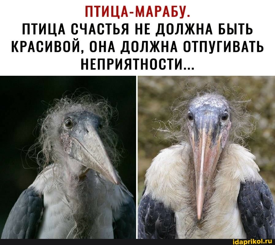 ПТИЦА-МАРАБУ.
ПТИЦА СЧАСТЬЯ НЕ ДОЛЖНА БЫТЬ КРАСИВОЙ, ОНА ДОЛЖНА ОТПУГИВАТЬ НЕПРИЯТНОСТИ...