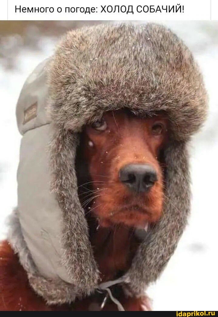 Немного о погоде: ХОЛОД СОБАЧИЙ!