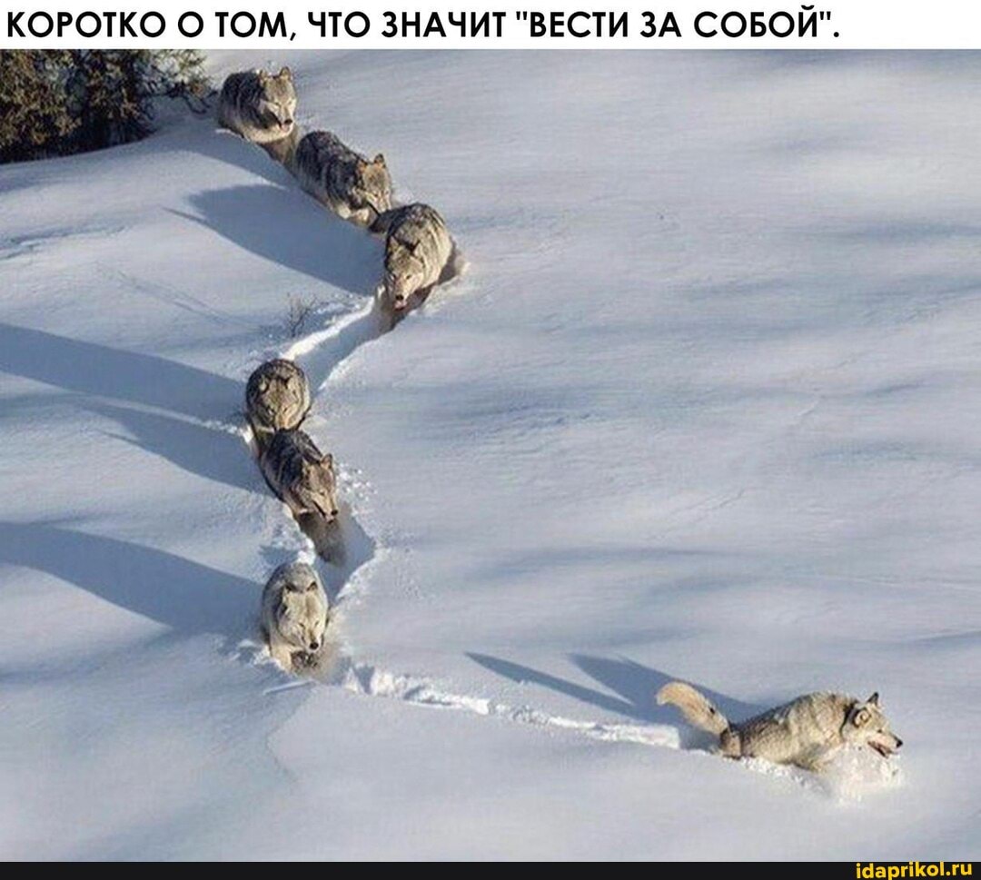 КОРОТКО О ТОМ, ЧТО ЗНАЧИТ "ВЕСТИ ЗА СОБОЙ".