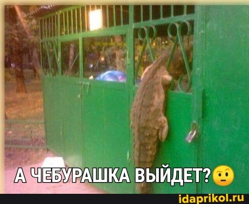 'ААЧЕБУРАШКА ВЫЙДЕТ?