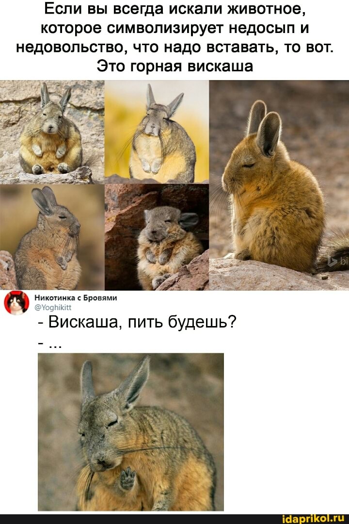 Если вы всегда искали животное, которое символизирует недосып и недовольство, что надо вставать, то вот.
Это горная вискаша
Никотинка с Бровями
- Вискаша, пить будешь?