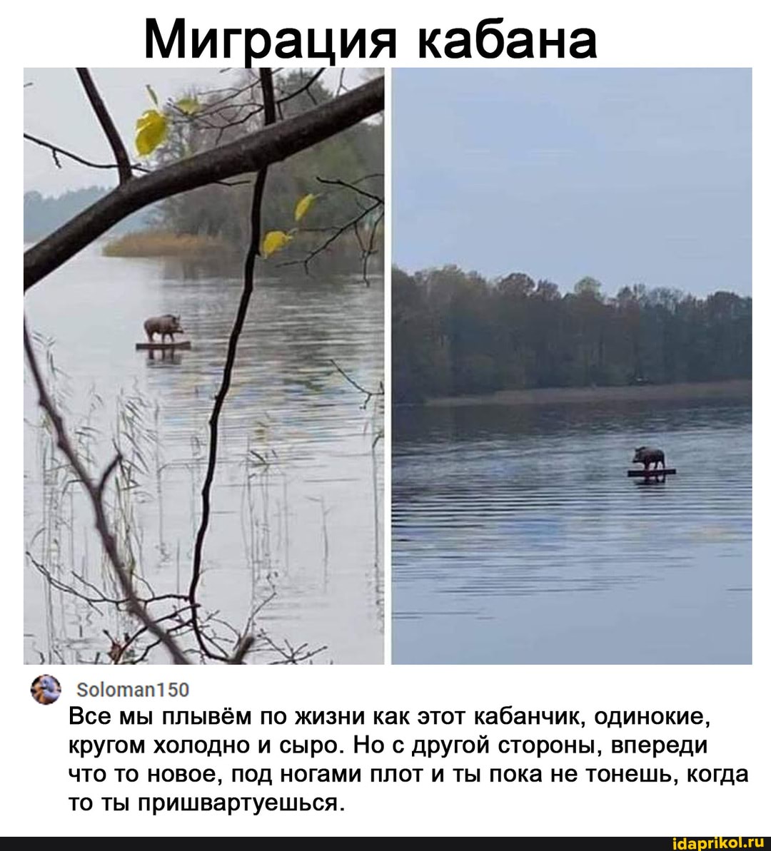 Миграция кабана
Все мы плывём по жизни как этот кабанчик, одинокие,
кругом холодно и сыро. Но с другой стороны, впереди что то новое, под ногами плот и ты пока не тонешь, когда
50
то ты пришвартуешься.
