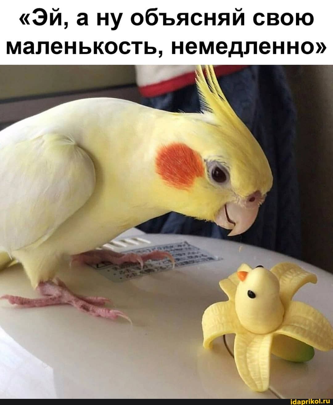"Эй, а ну обясняй свою маленькость, немедленно"