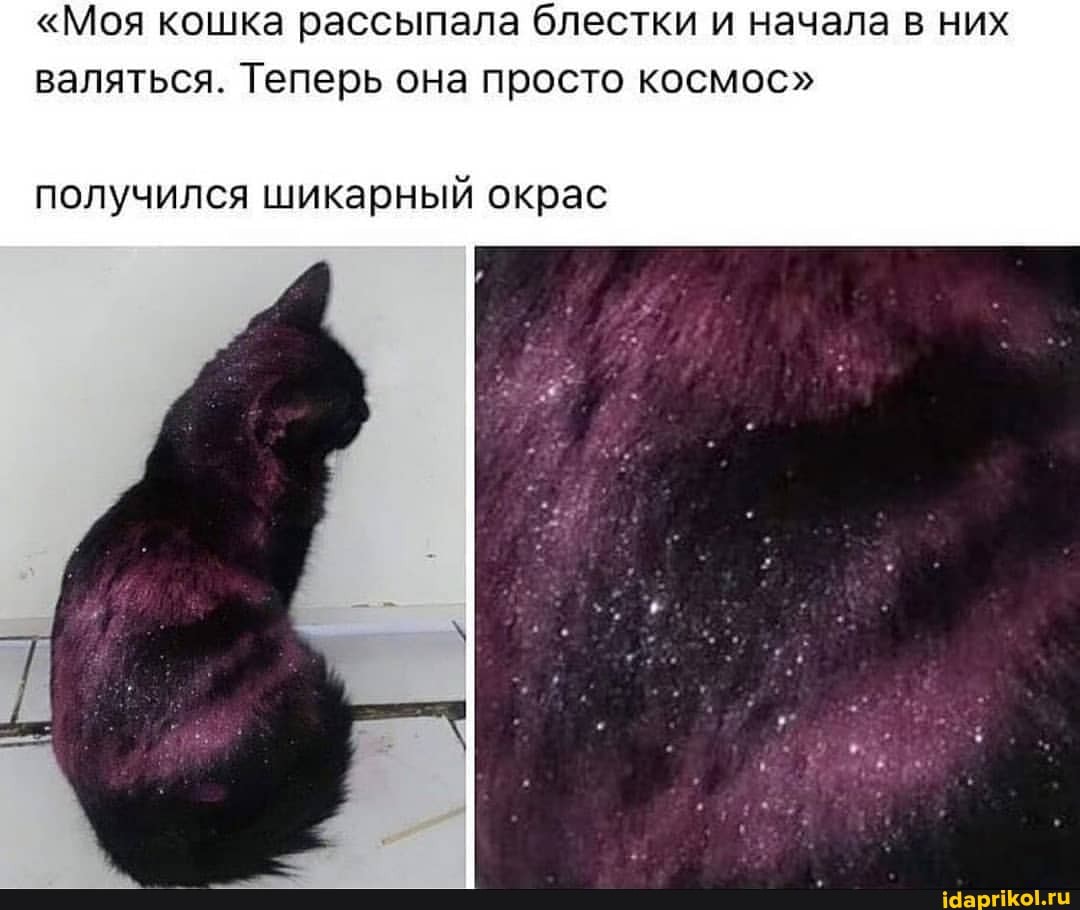 "Моя кошка рассыпала блестки и начала в них валяться. Теперь она просто космос"
получился шикарный окрас
