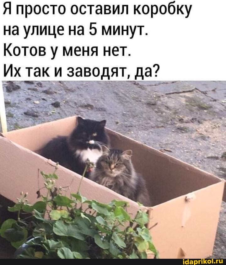 Я просто оставил коробку на улице на 5 минут.
Котов у/ меня нет.
Их так и заводят, да?