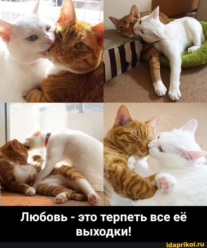 Любовь - это терпеть все её выходки! - Любовь - это терпеть все её выходки!