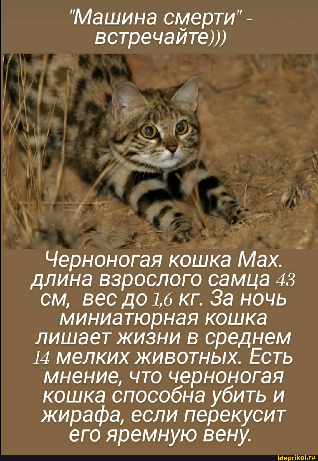 "Машина смерти" - встречайте)))
Черноногая кошка Мах.
длина взрослого самца 43 см, вес до 1,6 кг. За ночь миниатюрная кошка лишает жизни в среднем
14 мелких животных. Есть мнение, что черноногая кошка способна убить и жирафа, если перекусит его яремную вену.