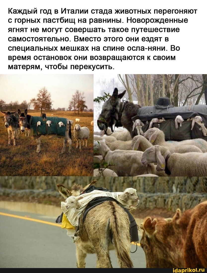 Каждый год в Италии стада животных перегоняют с горных пастбищ на равнины. Новорожденные ягнят не могут совершать такое путешествие самостоятельно. Вместо этого они ездят в специальных мешках на спине осла-няни. Во время остановок они возвращаются к своим матерям, чтобы перекусить.