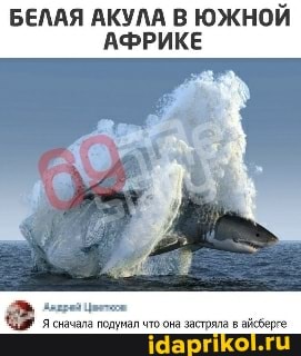 БЕЛАЯ АКУЛА В ЮЖНОЙ АФРИКЕ
