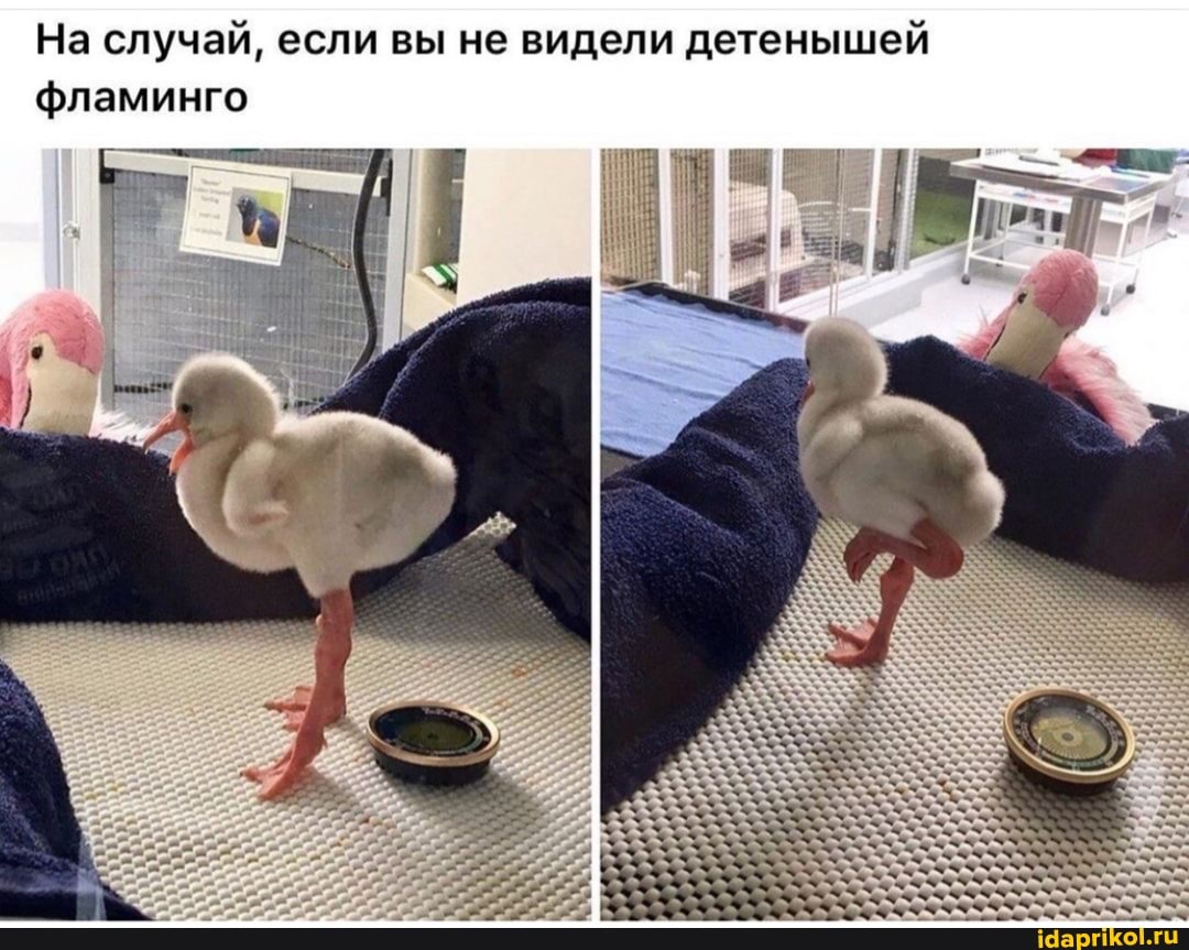На случай, если вы не видели детенышей фламинго