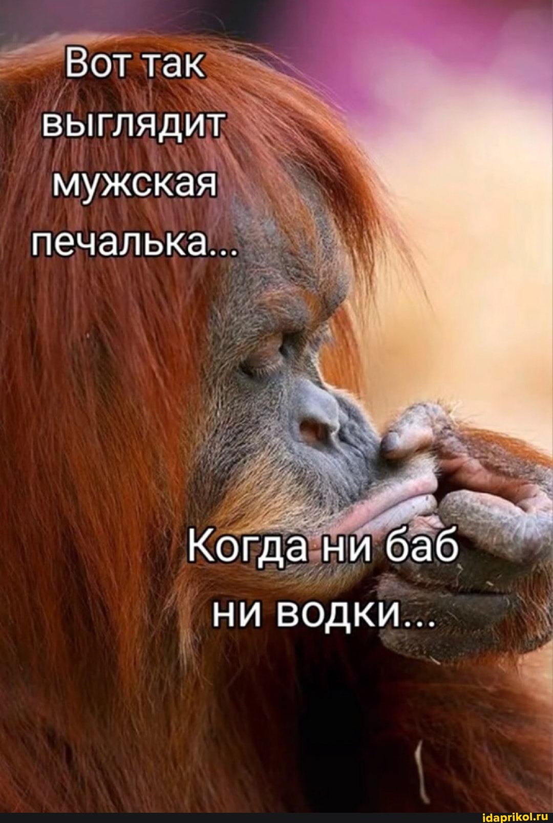 Вот так выглядит мужская печаль...
Когда ни баб
НИ ВОДКИ...