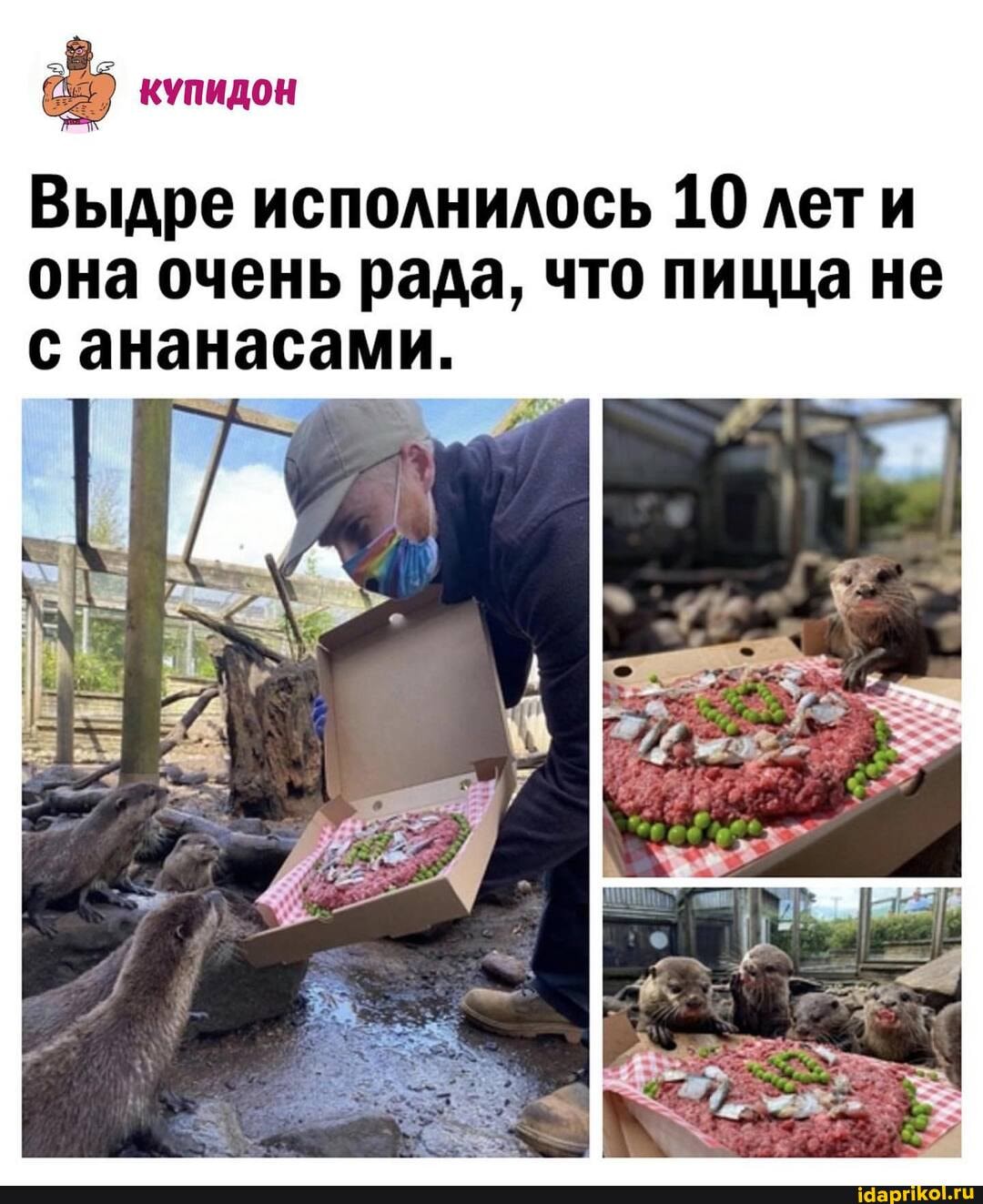 КУПИДОН
Выдре исполнилось 10 лети она очень рада, что пицца не с ананасами.