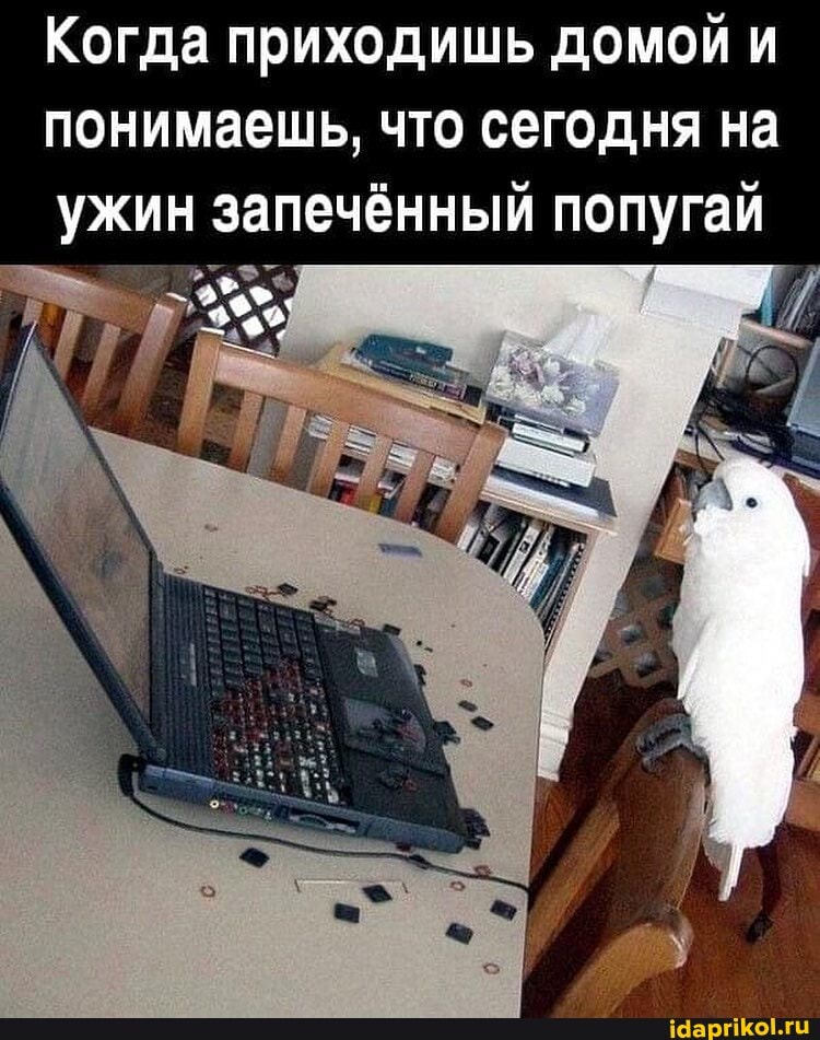 Когда приходишь домой понимаешь, что сегодня на ужин запечённый попугай