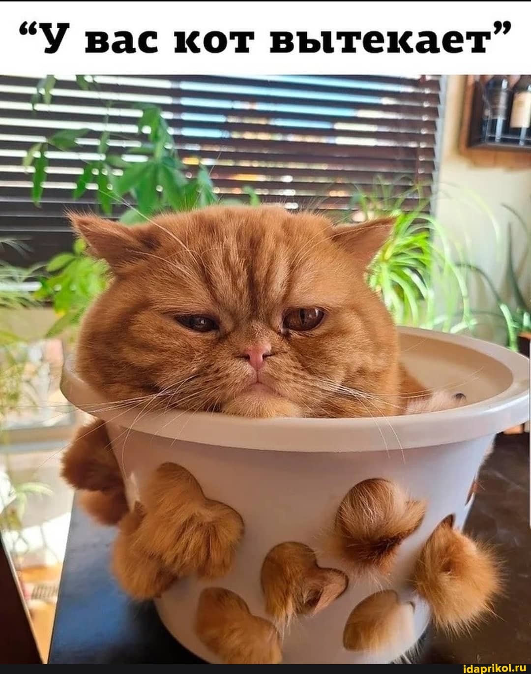 "У вас кот вытекает"